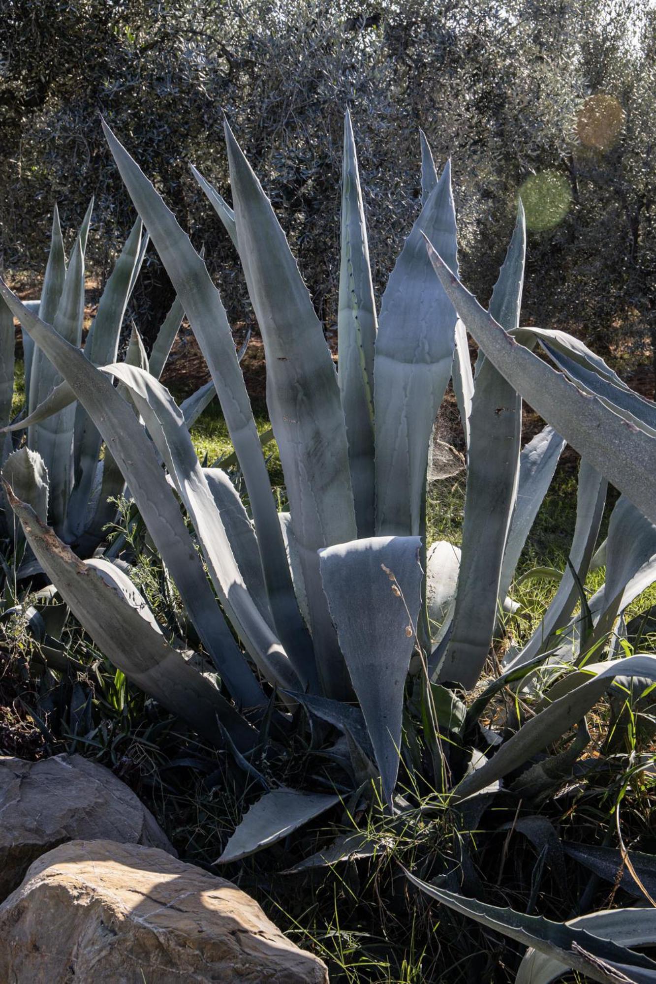 Agriturismo Podere L'Agave Сан-Вінченцо Екстер'єр фото